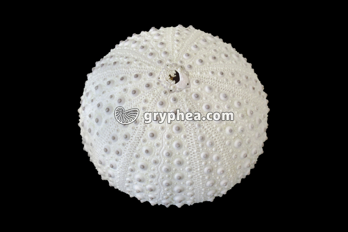 Test d'un oursin montrant la plaque madréporique (pl) - gryphea.com